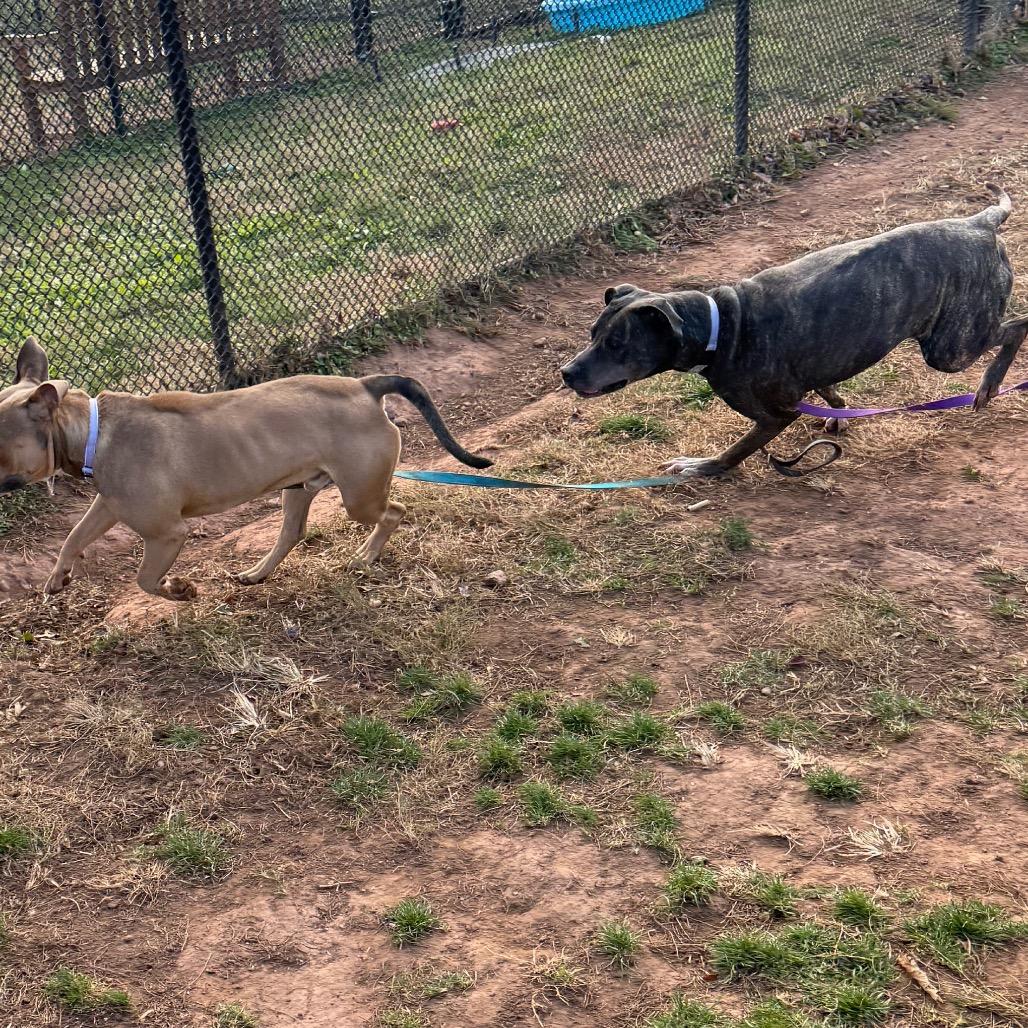 Enlarge Roxy, a Adoptable mixed breed in York, PA image 4/6