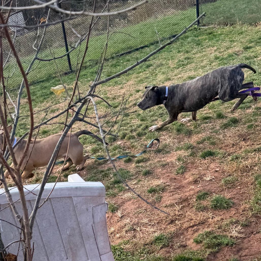 Enlarge Roxy, a Adoptable mixed breed in York, PA image 5/6