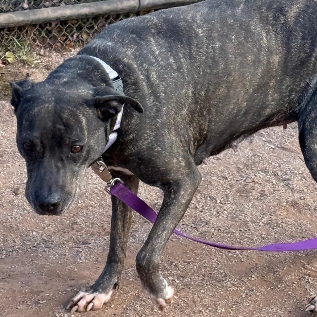 Enlarge Roxy, a Adoptable mixed breed in York, PA image 6/6