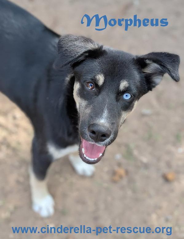 Enlarge Morpheus, a Adoptable mixed breed in Mission, TX image 1/4