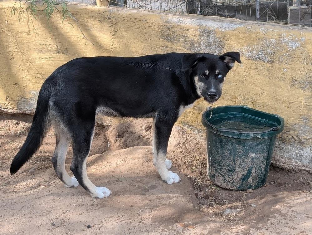 Enlarge Morpheus, a Adoptable mixed breed in Mission, TX image 2/4