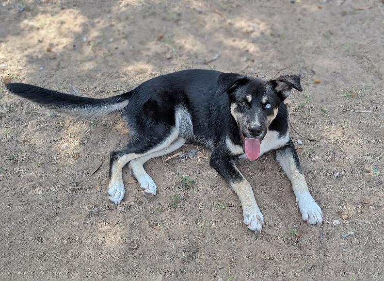 Enlarge Morpheus, a Adoptable mixed breed in Mission, TX image 3/4