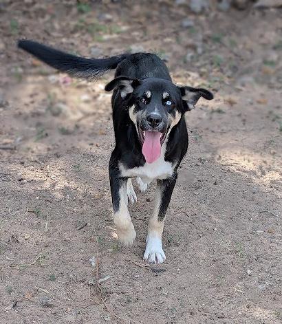 Enlarge Morpheus, a Adoptable mixed breed in Mission, TX image 4/4