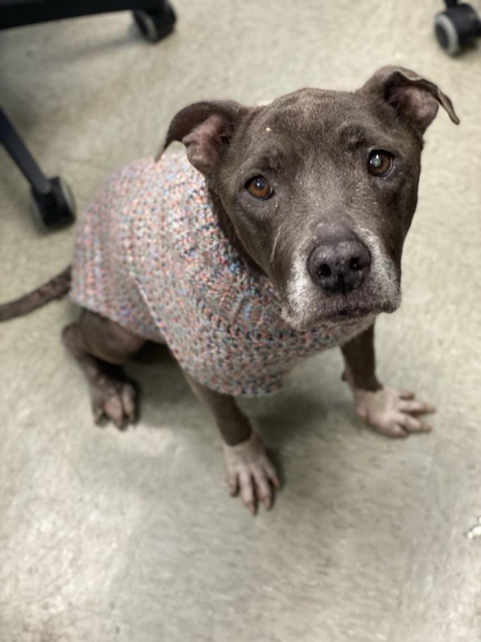 SHELLY, Adoptable, Senior Female American Staffordshire Terrier.