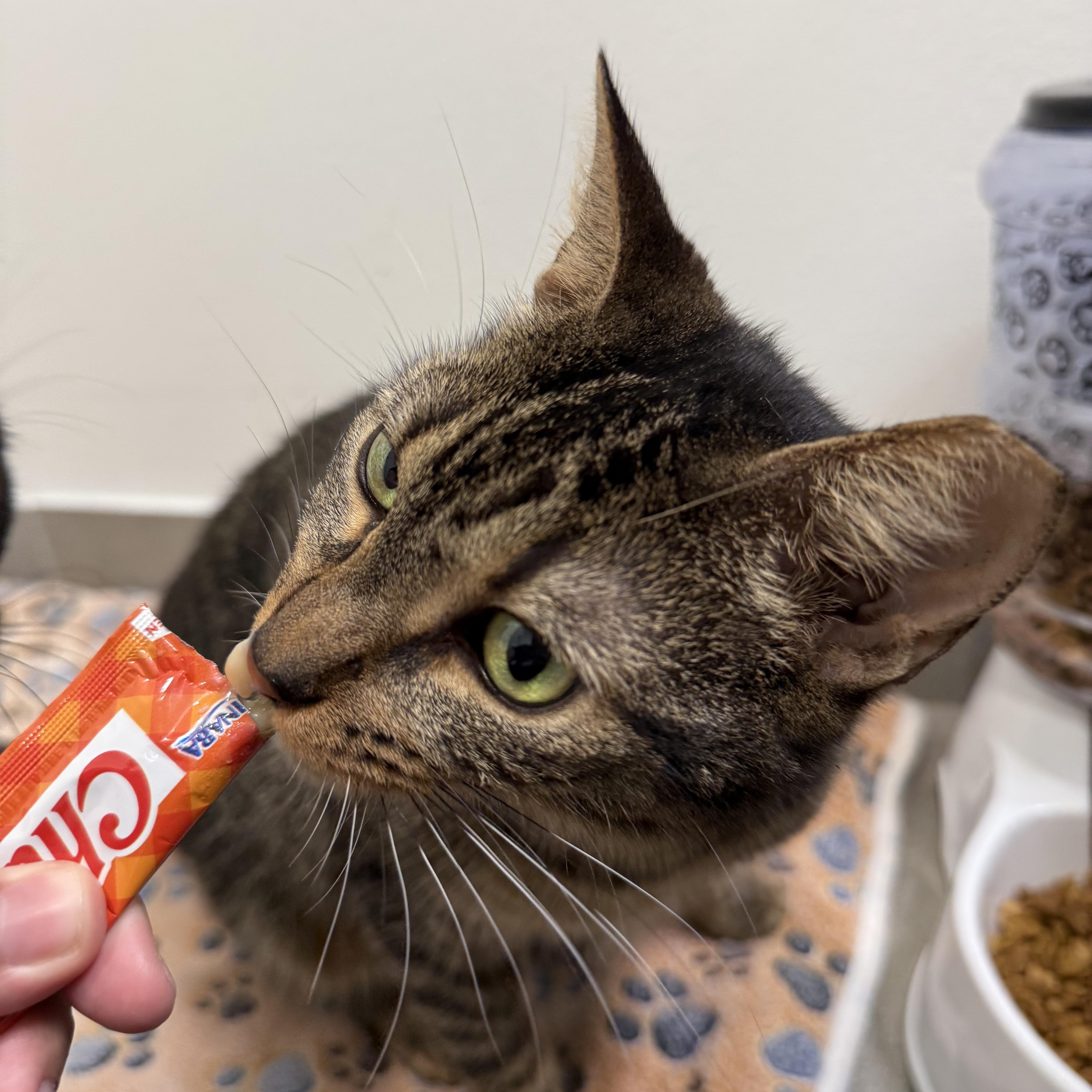 Hank, a ADOPTABLE British Shorthair in Lauderhill, FL image 3/4