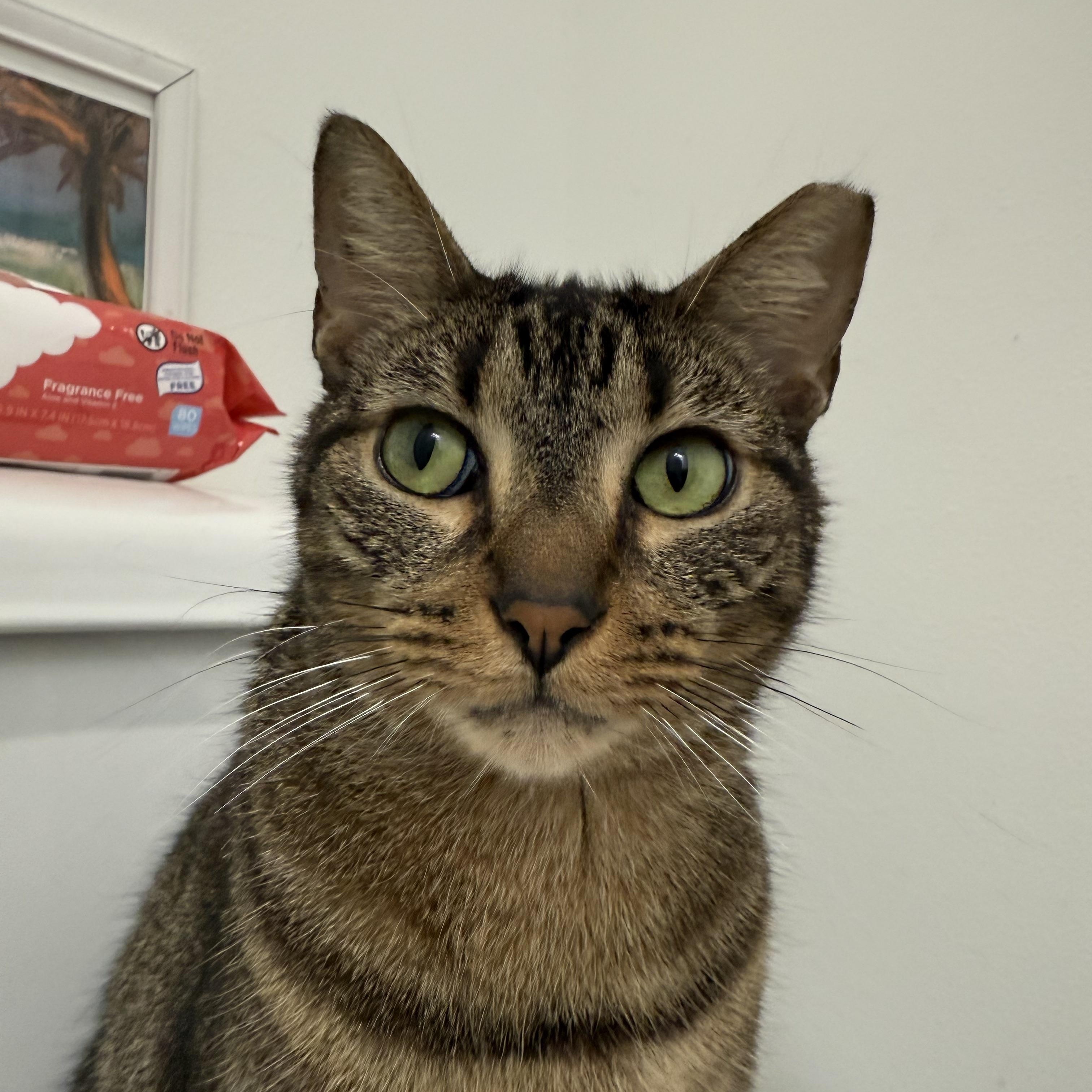 Hank, a ADOPTABLE British Shorthair in Lauderhill, FL image 4/4