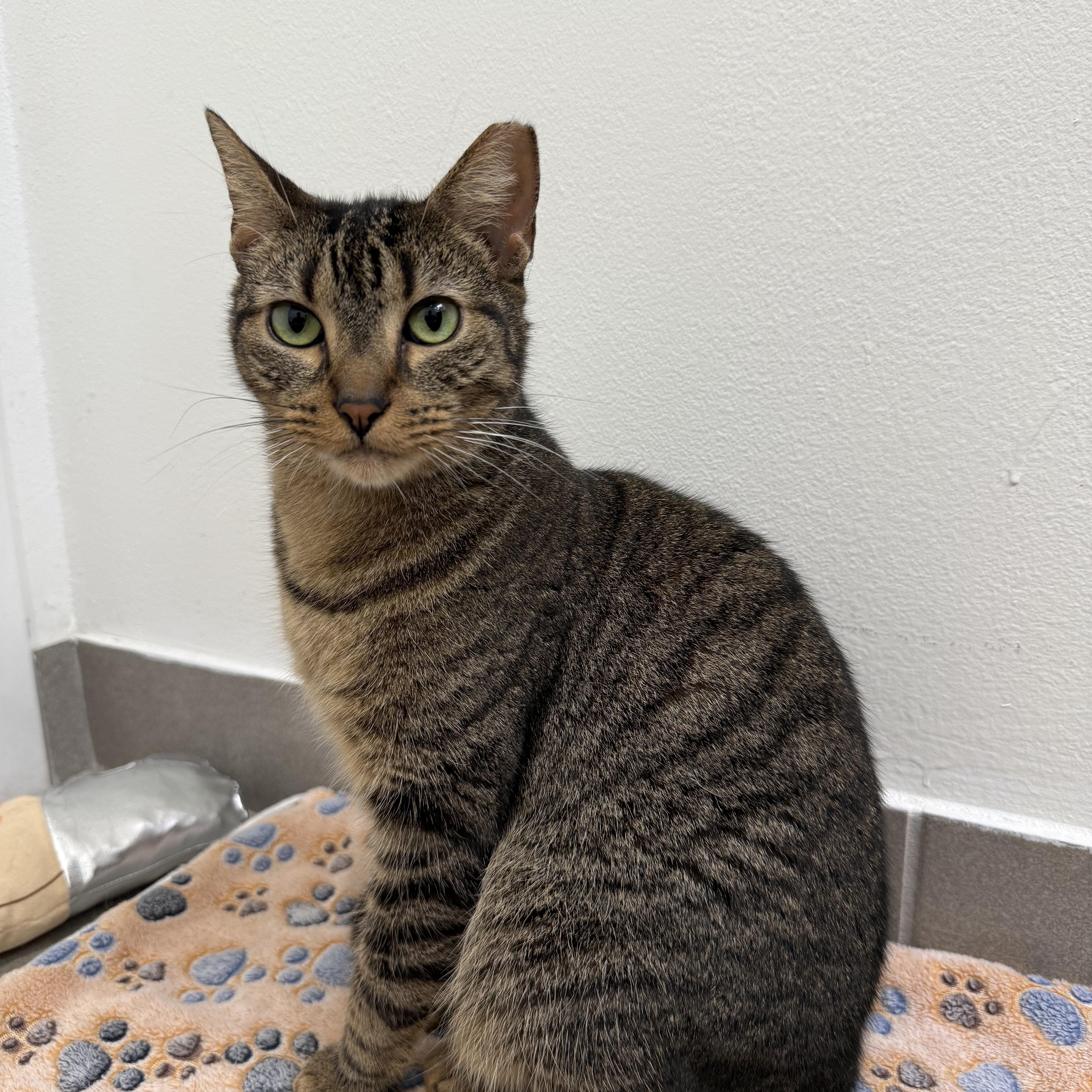 Hank, ADOPTABLE, Young Male British Shorthair.