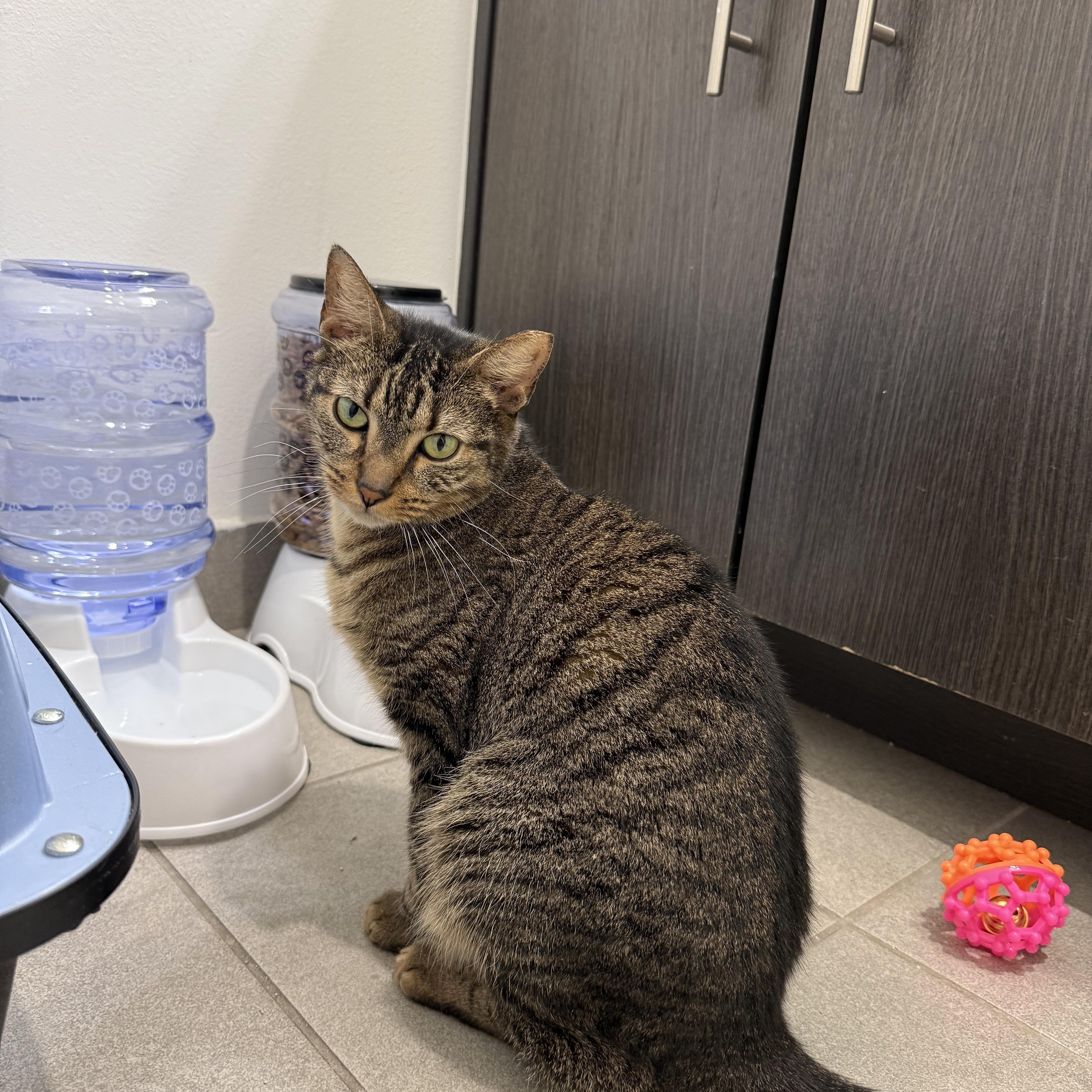 Hank, a ADOPTABLE British Shorthair in Lauderhill, FL image 2/4