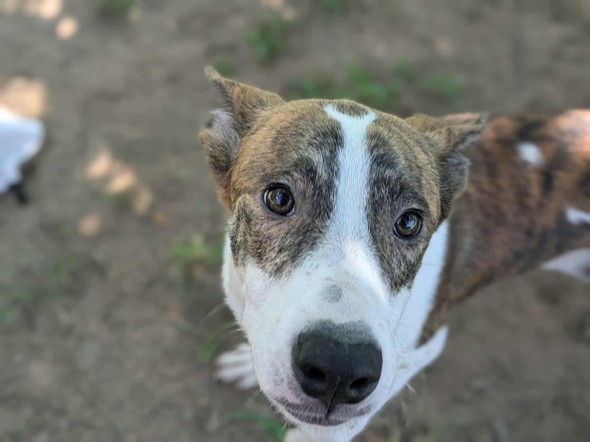 Peanut, Adoptable, Young Male Terrier & Shepherd.