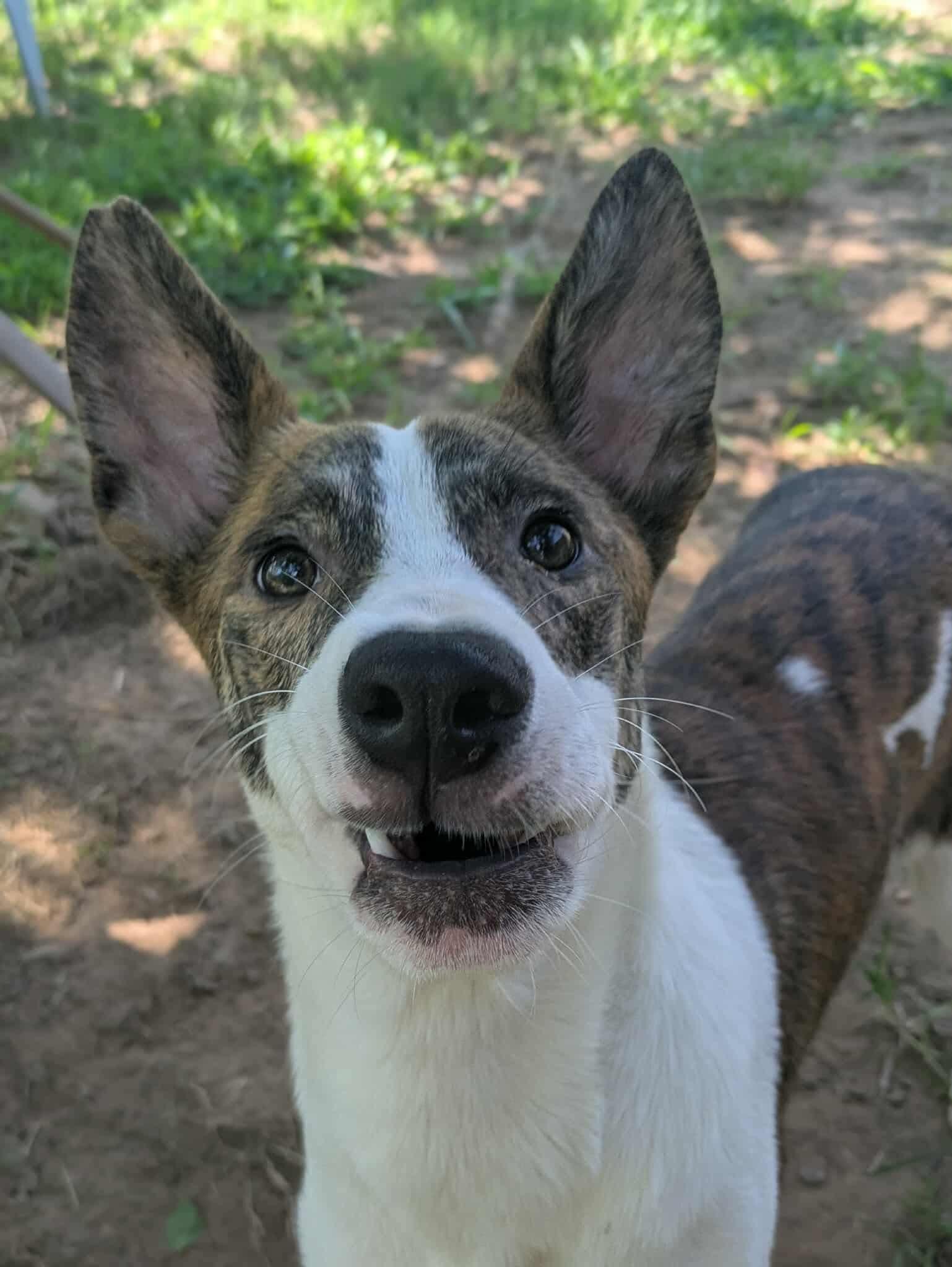 Enlarge Peanut, a Adoptable mixed breed in Dover, AR image 2/6