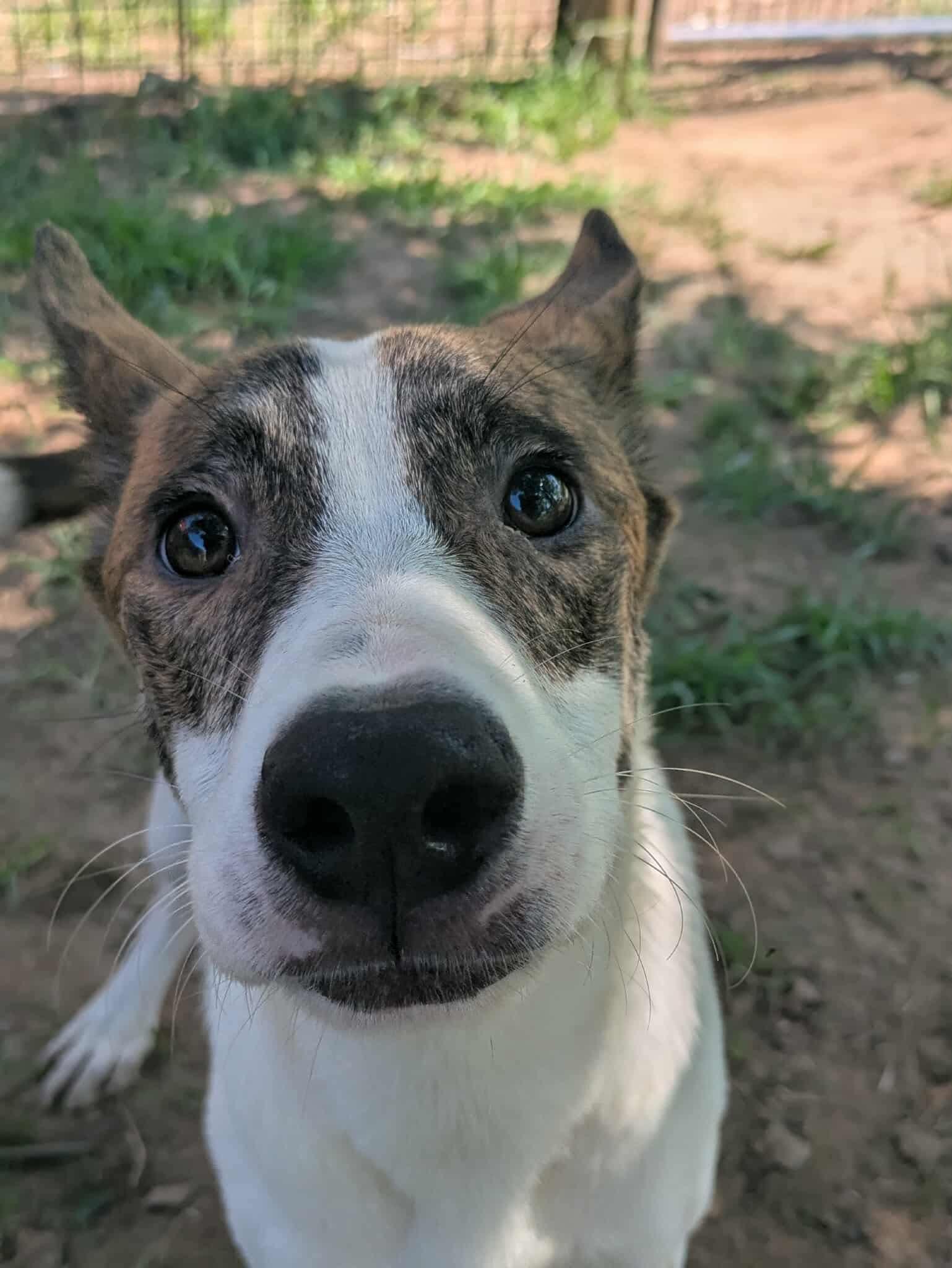 Peanut, a Adoptable mixed breed in Dover, AR image 3/6