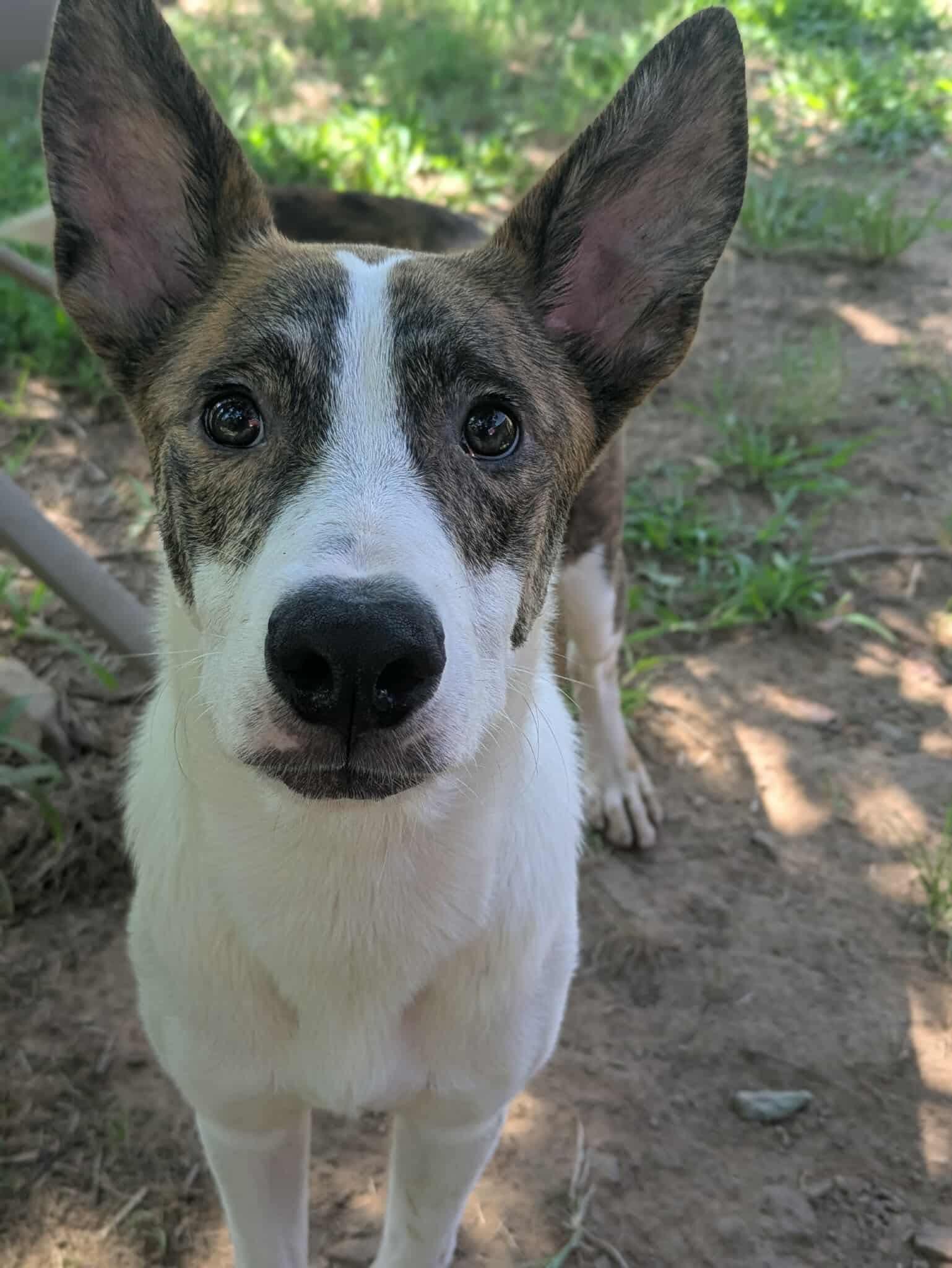 Peanut, a Adoptable mixed breed in Dover, AR image 5/6