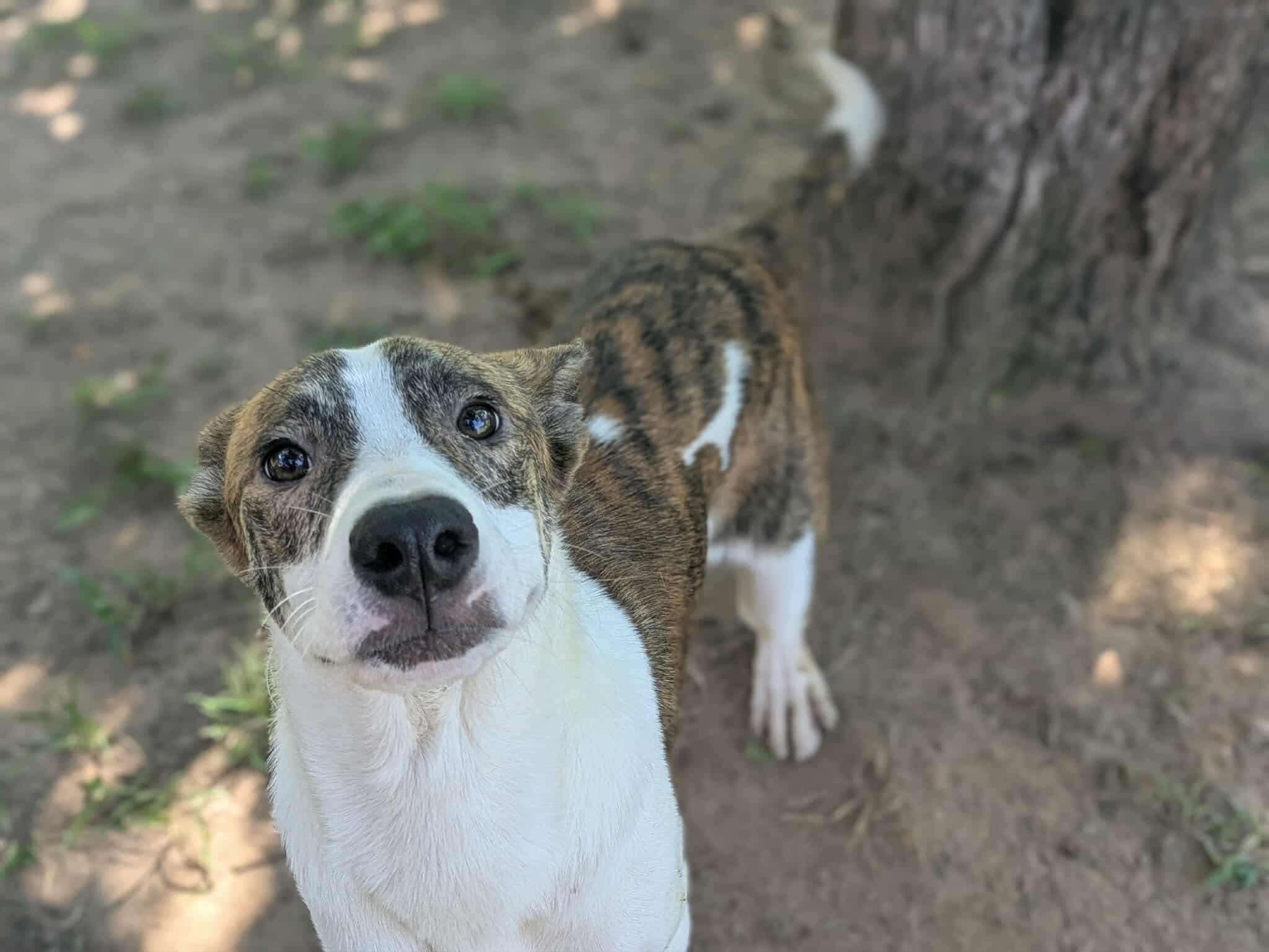 Enlarge Peanut, a Adoptable mixed breed in Dover, AR image 6/6