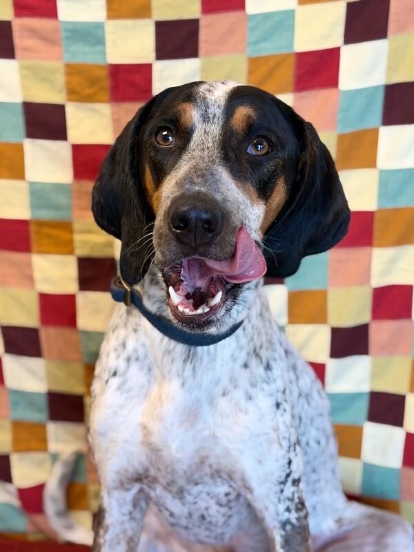 Enlarge Tex, a Adoptable mixed breed in Fruit Heights, UT image 1/6