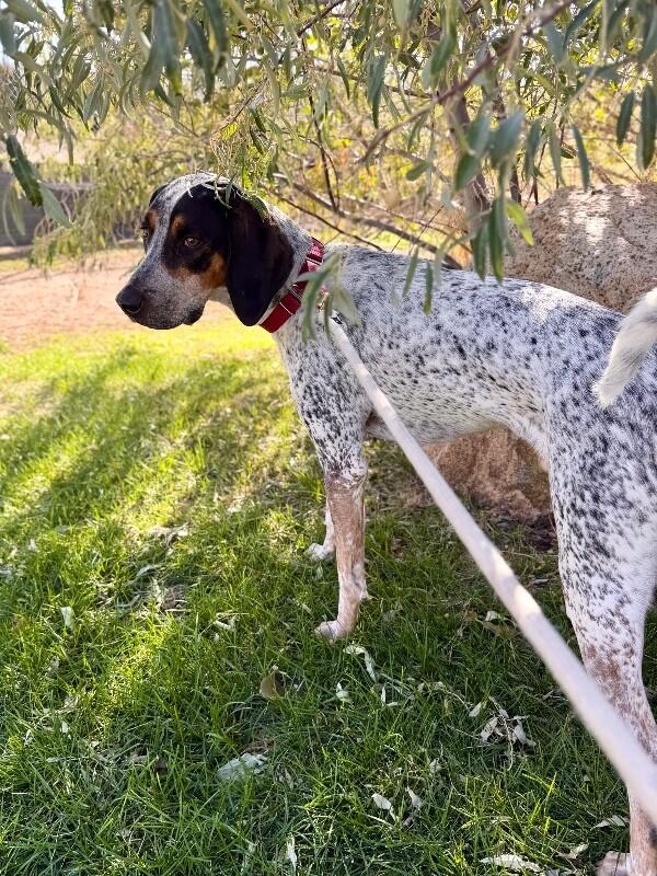 Enlarge Tex, a Adoptable mixed breed in Fruit Heights, UT image 2/6