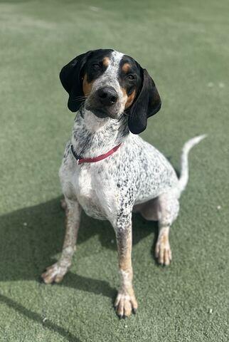 Enlarge Tex, a Adoptable mixed breed in Fruit Heights, UT image 3/6