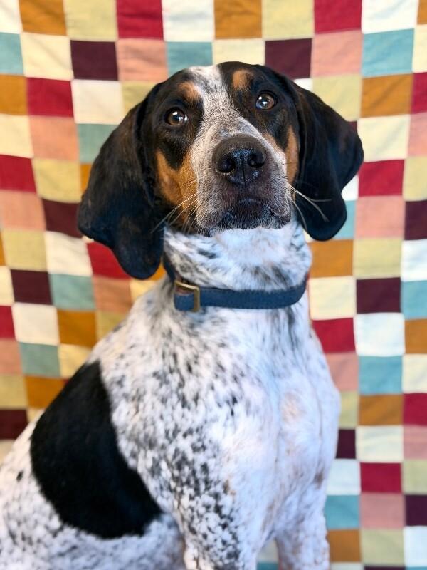Enlarge Tex, a Adoptable mixed breed in Fruit Heights, UT image 4/6