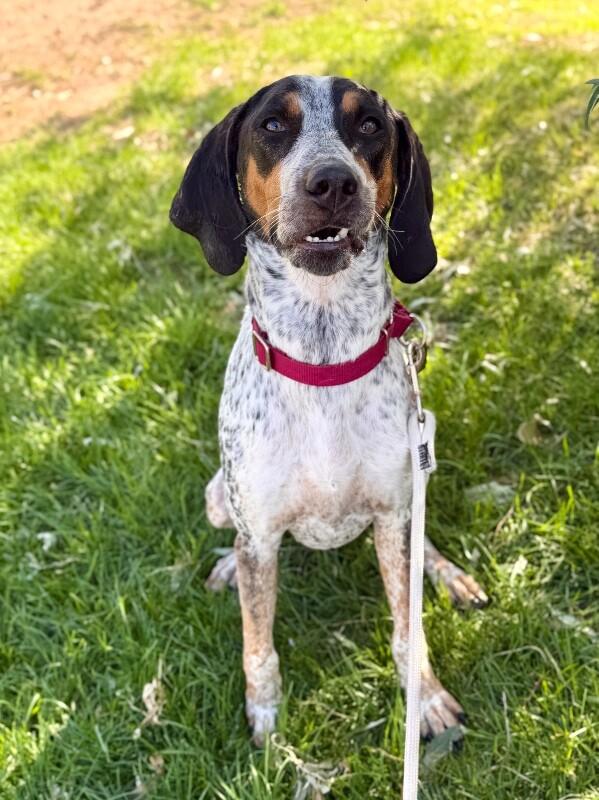 Enlarge Tex, a Adoptable mixed breed in Fruit Heights, UT image 6/6