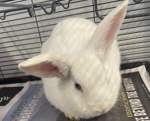 Crystal, Adoptable, Baby Female New Zealand.