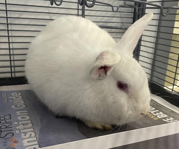 Enlarge Crystal, a Adoptable mixed breed in Silverdale, WA image 3/6