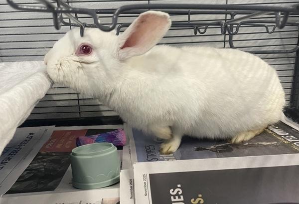 Enlarge Crystal, a Adoptable mixed breed in Silverdale, WA image 4/6