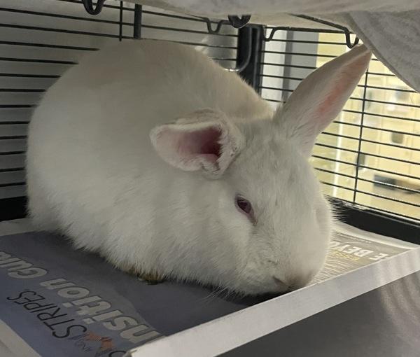 Enlarge Crystal, a Adoptable mixed breed in Silverdale, WA image 6/6