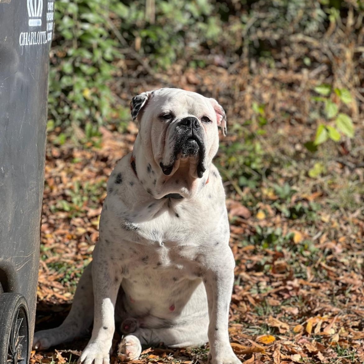 Enlarge Yoshi, a Adoptable mixed breed in Cornelius, NC image 2/3