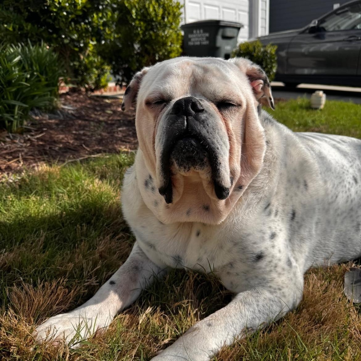 Yoshi, Adoptable, Adult Male Bulldog.