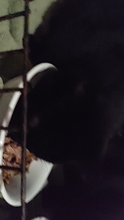 Enlarge Spice, a Adoptable American Shorthair in Harned, KY video 2/2