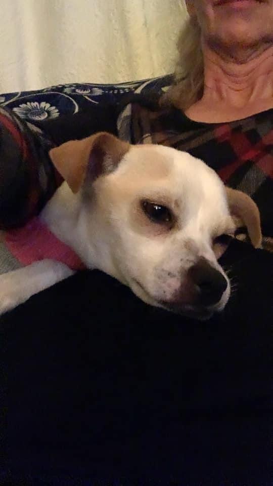 Rita Moreno, Adopted, Adult Female Chihuahua.