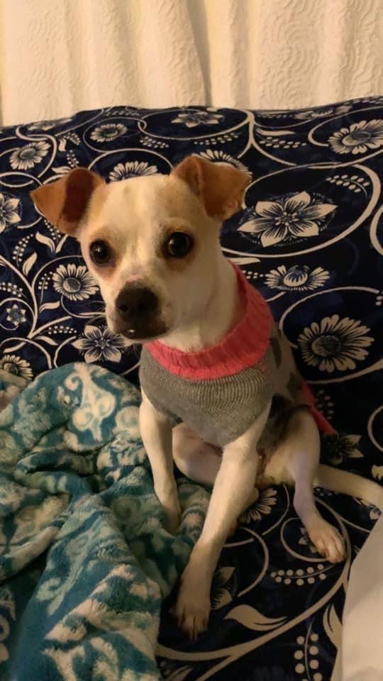Enlarge Rita Moreno, a Adopted Chihuahua in Bristol, WI image 2/5