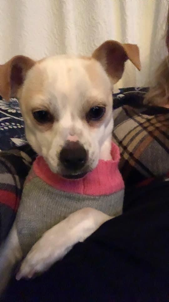 Enlarge Rita Moreno, a Adopted Chihuahua in Bristol, WI image 3/5