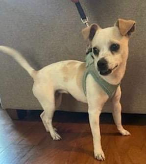 Enlarge Rita Moreno, a Adopted Chihuahua in Bristol, WI image 5/5