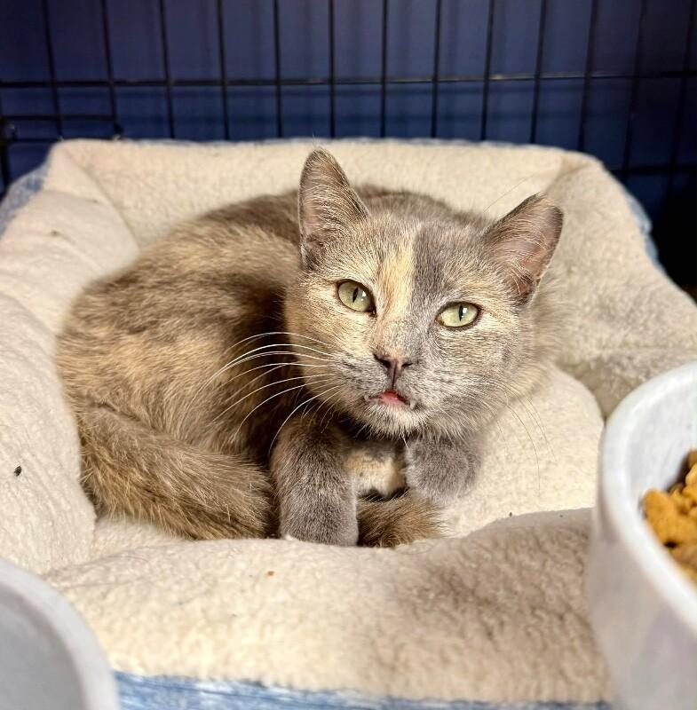 Sangria, Adoptable, Young Female Dilute Tortoiseshell.