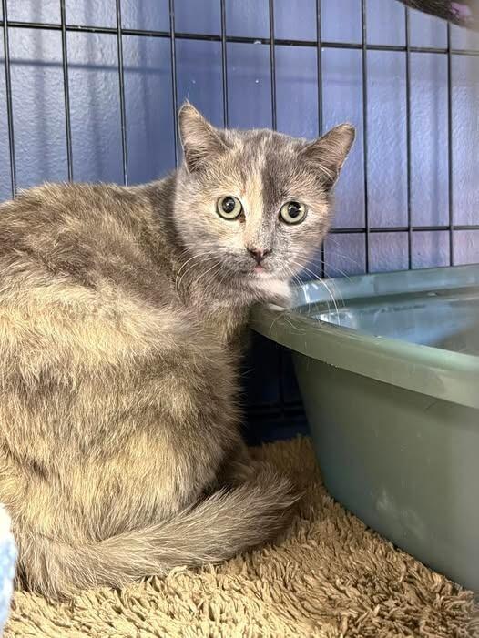 Sangria, Adoptable, Young Female Dilute Tortoiseshell.