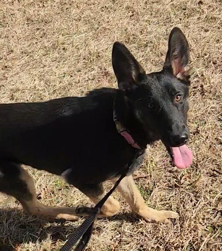 Max 7283, Adoptable, Young Male German Shepherd Dog.