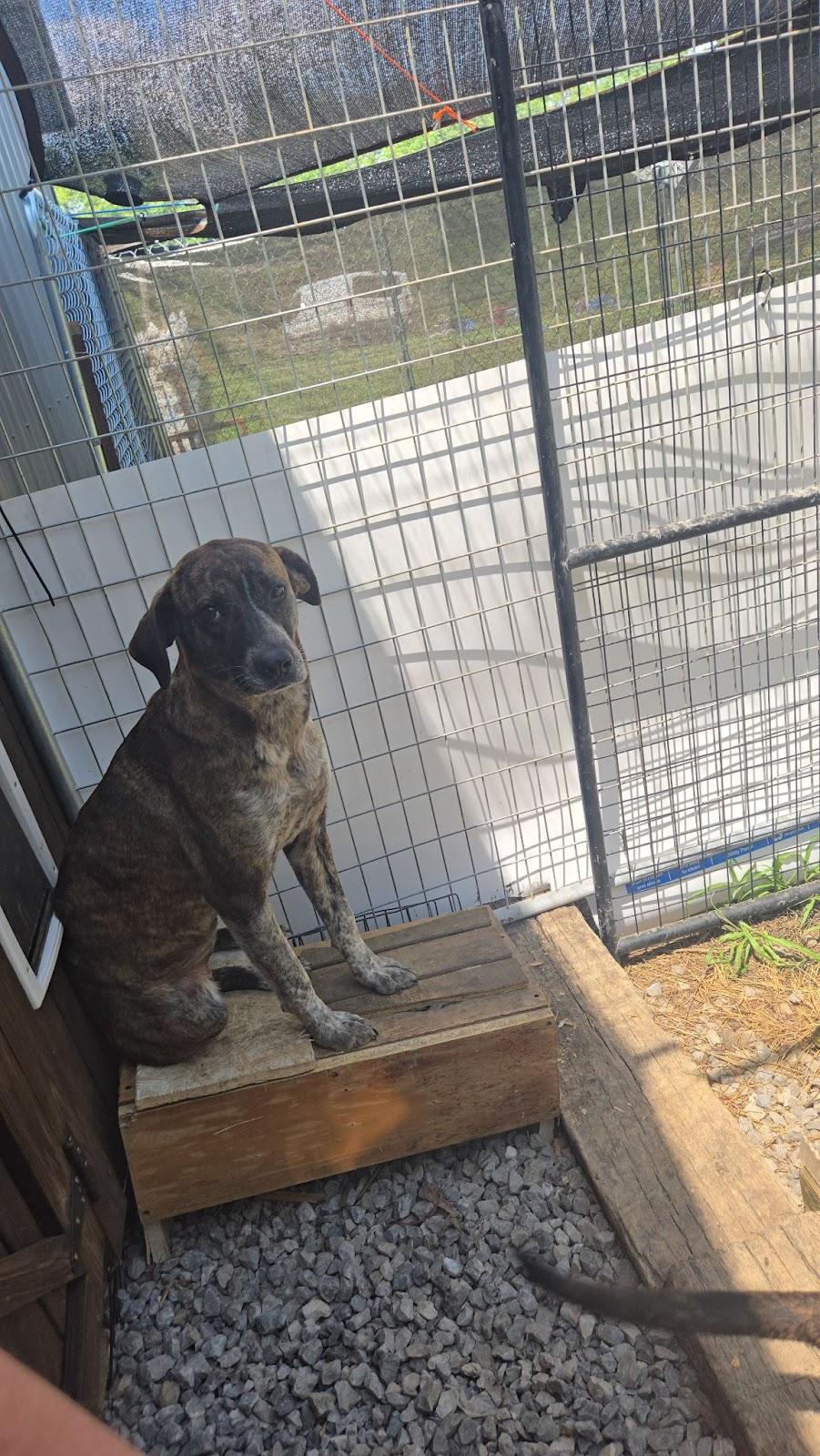 Pancake, Adoptable, Adult Female Plott Hound.