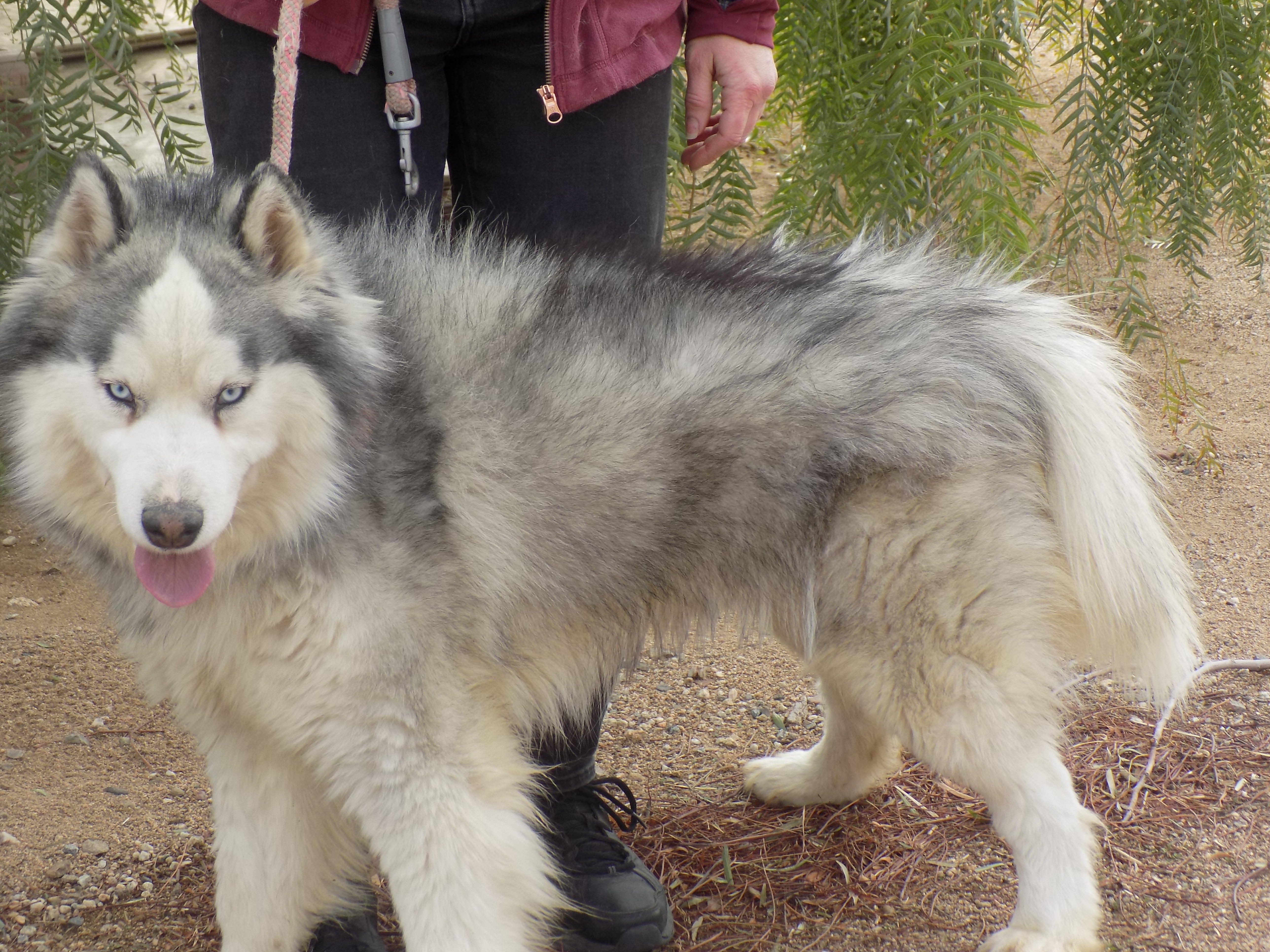LOBO, a Adoptable Siberian Husky in Valencia, CA image 1/4