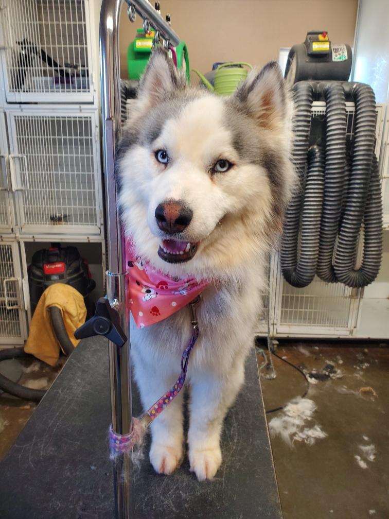 LOBO, a Adoptable Siberian Husky in Valencia, CA image 2/4