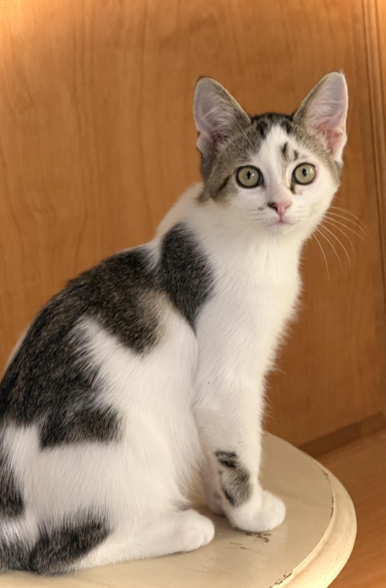 Enlarge Bart, a Adoptable Domestic Short Hair in Neenah, WI image 2/4