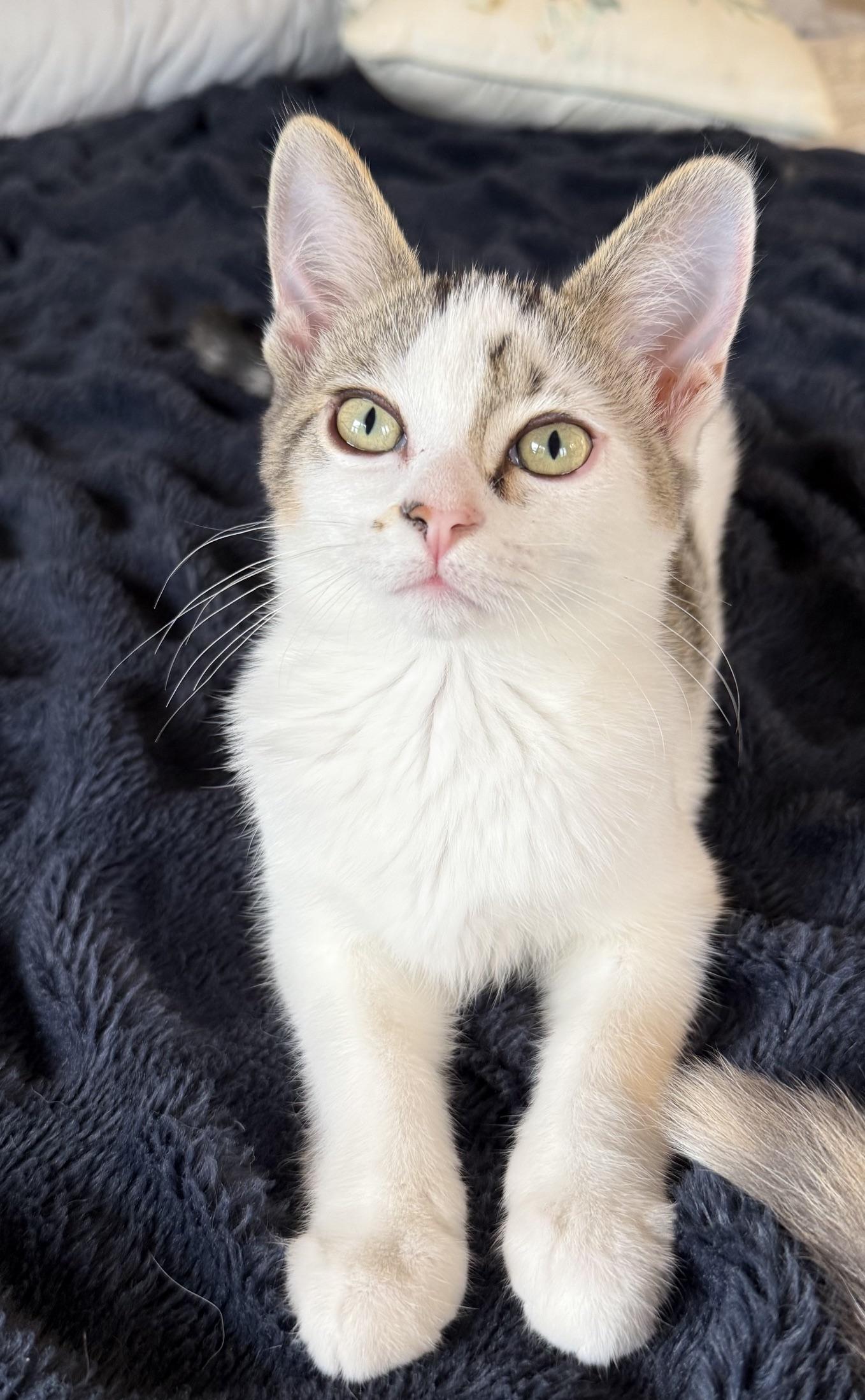 Enlarge Bart, a Adoptable Domestic Short Hair in Neenah, WI image 3/4
