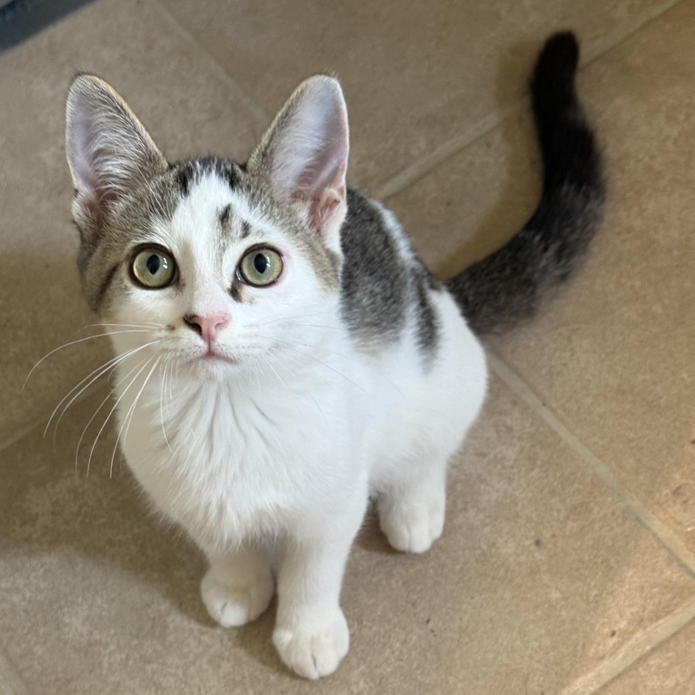Enlarge Bart, a Adoptable Domestic Short Hair in Neenah, WI image 1/4