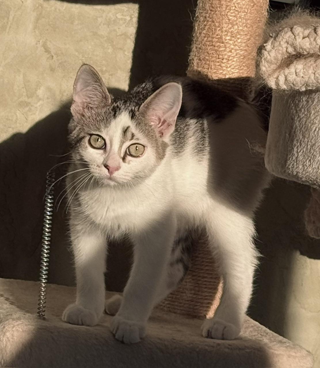 Enlarge Bart, a Adoptable Domestic Short Hair in Neenah, WI image 4/4
