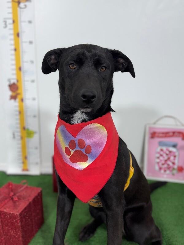 Enlarge Gemma-One of our Amazing Rescue Dogs, a Adoptable mixed breed in Sacramento, CA image 1/1
