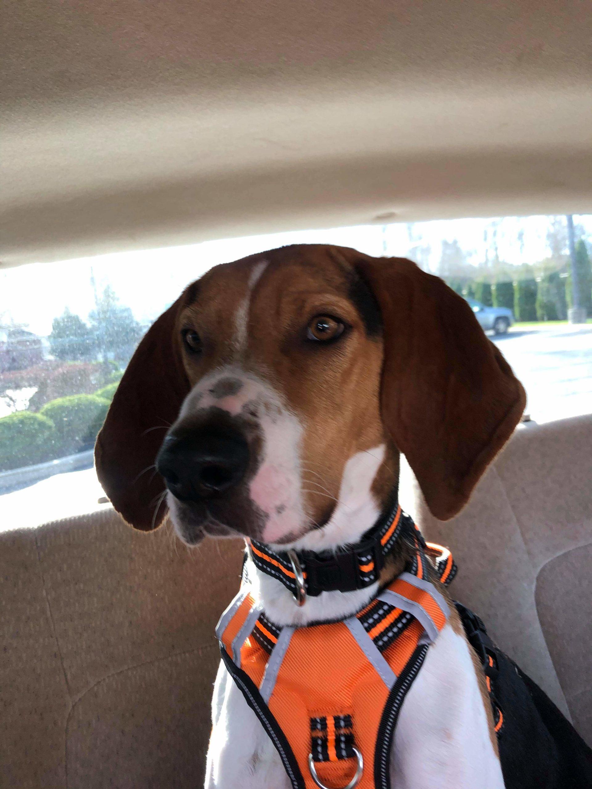 Enlarge Jeremiah - Gorgeous, a Adopted Treeing Walker Coonhound in North Bay, ON image 3/5