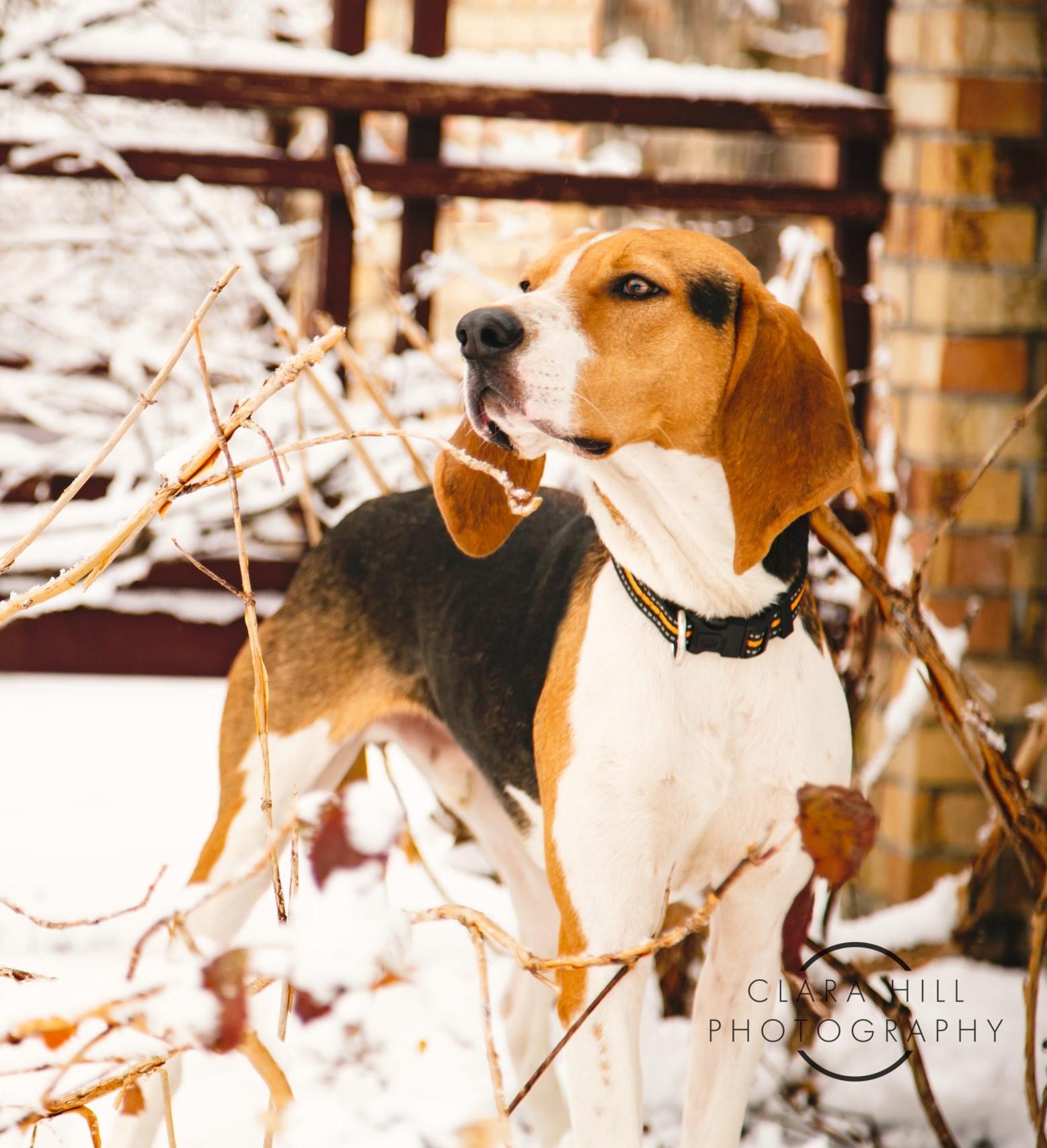 Enlarge Jeremiah - Gorgeous, a Adopted Treeing Walker Coonhound in North Bay, ON image 5/5
