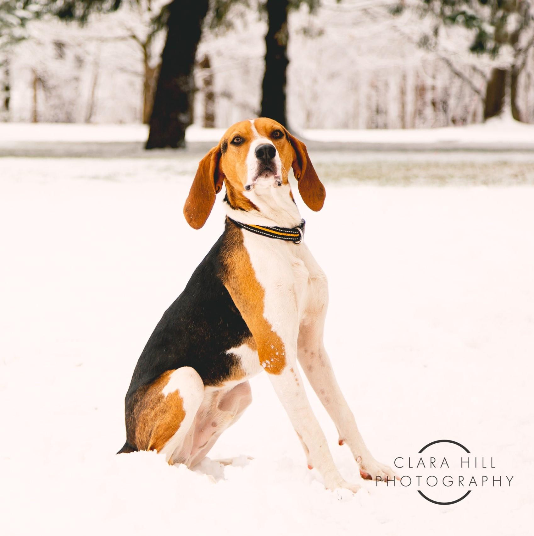 Jeremiah - Gorgeous, Adopted, Adult Male Treeing Walker Coonhound.