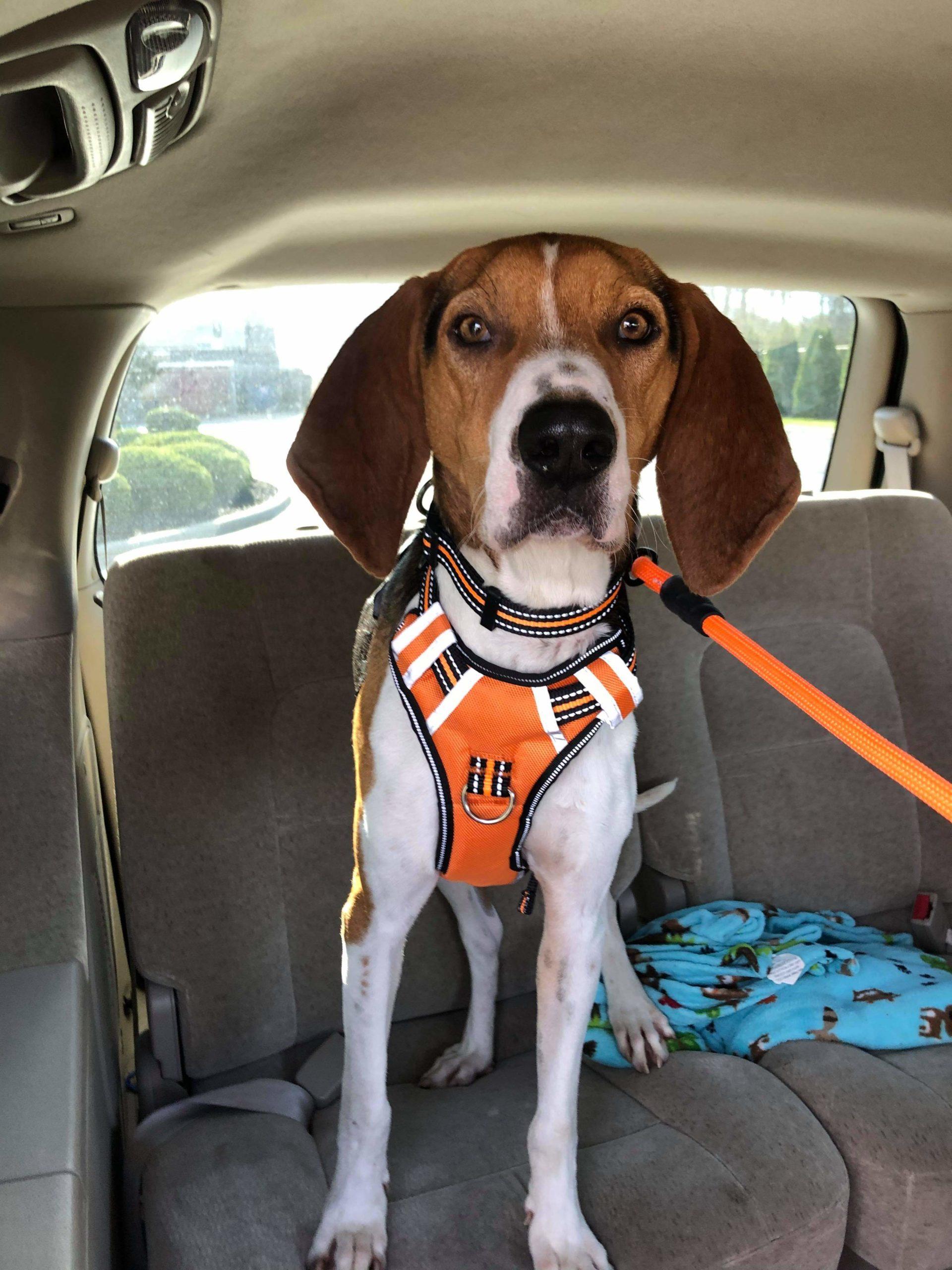 Enlarge Jeremiah - Gorgeous, a Adopted Treeing Walker Coonhound in North Bay, ON image 2/5