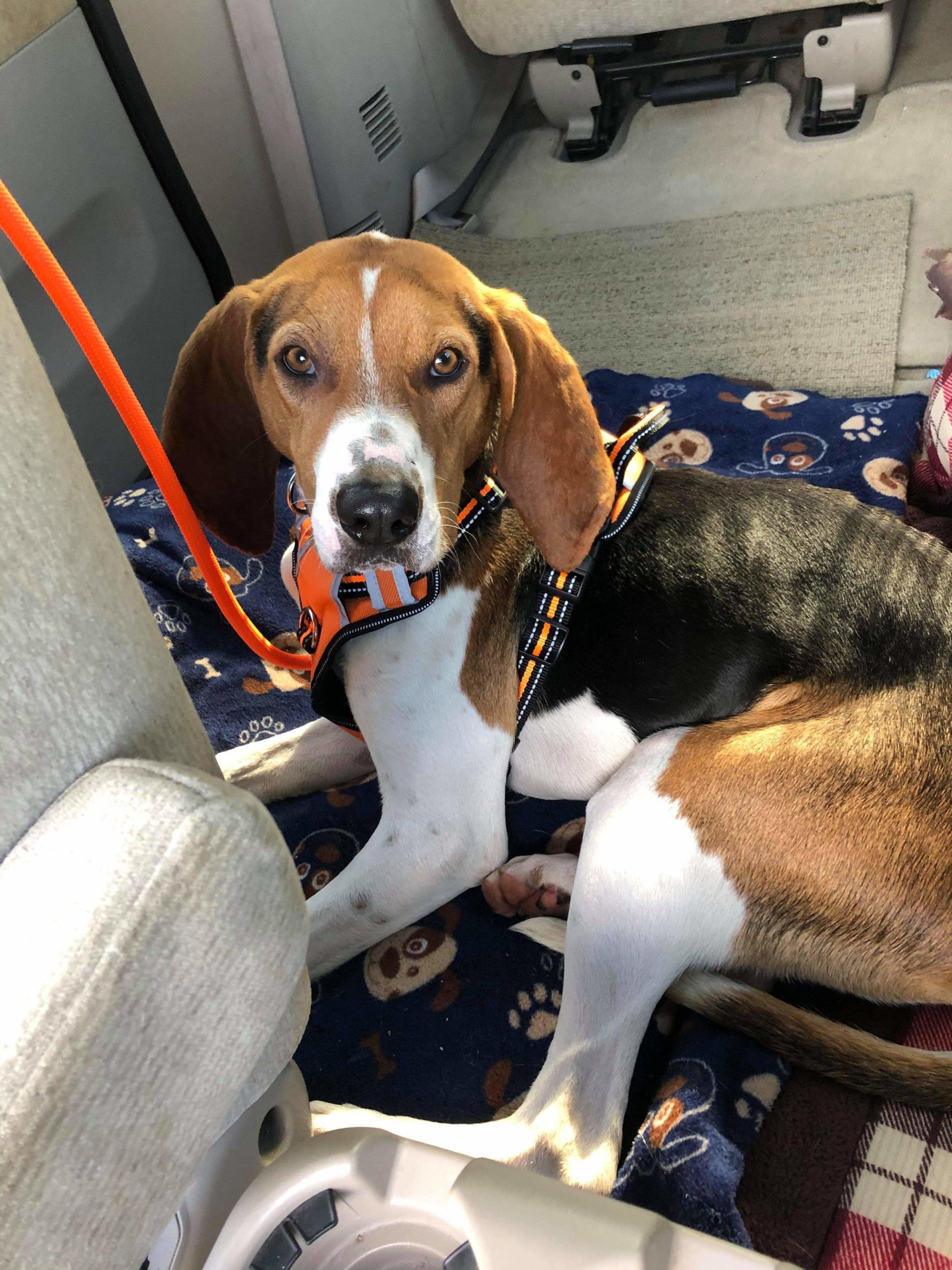 Enlarge Jeremiah - Gorgeous, a Adopted Treeing Walker Coonhound in North Bay, ON image 4/5