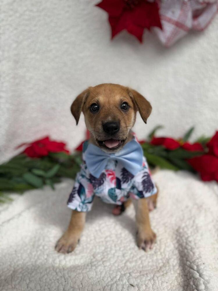 Zippy, Adoptable, Puppy Male Labrador Retriever.